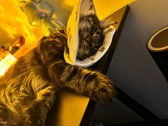 -爱佳宠物中心医院24H·CT·骨外科·猫专科(瑶海万达店)