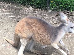 -可伦宾野生动物保护区