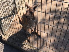 -费瑟代尔野生动物园