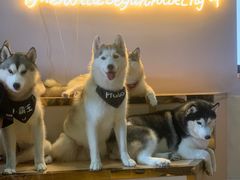 -Husky Go! 哈士奇体验馆·宠物咖啡厅狗咖