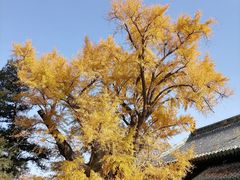 -大觉寺-停车场