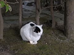 -水前寺成趣园