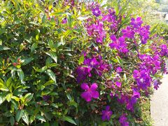 -优游吧斯邹族文化部落