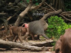 -广州长隆野生动物世界