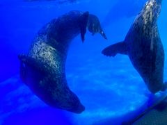 -正佳极地海洋世界
