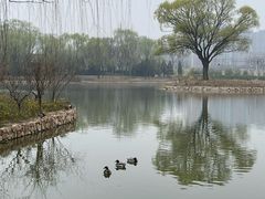 -将府公园