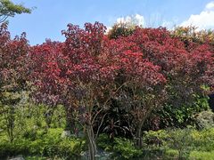 -东莞植物园
