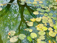 -上海共青森林公园