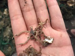 -日照世帆赛基地