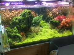 -宝鸡东道花鸟鱼虫市场(吉利花园商场店)