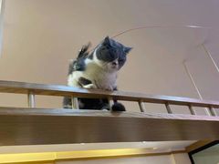 -滚猫咖啡·猫咖·猫友好撸猫(未来城店)