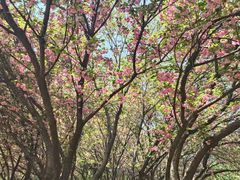 -洛阳市隋唐城遗址植物园