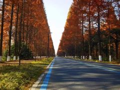 -黄海国家森林公园