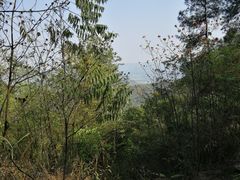 -铁山坪森林公园