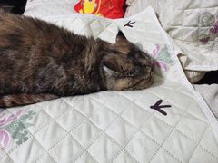 -宠福鑫康馨动物医院·骨科·眼科