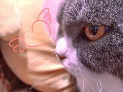 -绒爪撸猫下午茶·猫咖