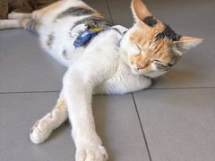 -Again Coffee Roaster(香蜜湖店)