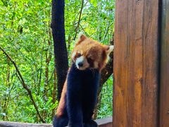 -普洱太阳河森林公园