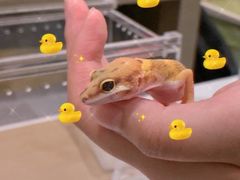 -酷以爬仙阁实体爬宠店·守宫·蜥蜴·专业繁育