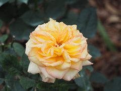 -人民公园(罗湖区)