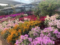 -龙大花卉苗木市场