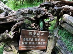 -普洱太阳河森林公园