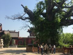 -大槐树寻根祭祖园