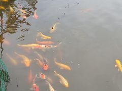 -滕州微山湖红荷湿地景区