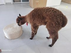 -Heymao猫咖.咖啡厅(东门店)