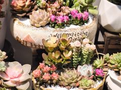 -花鸟鱼虫鲜花绿植市场(玉泉路店)