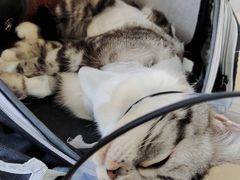 -喜多萌中农锦绣动物医院24H·猫科·牙科MRI·CT