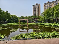 -陈家山荷花公园