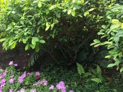 -呀诺达热带雨林