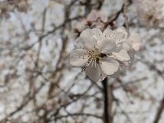 -桃花堤公园