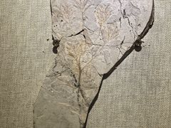 -辽宁古生物博物馆