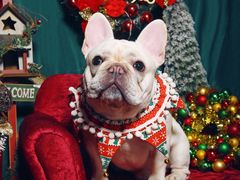 -超宠爱宠物摄影-Super pet