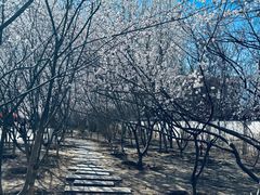 -桃花堤公园