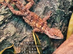 -上海大自然野生昆虫馆(东方明珠·爬宠昆虫探索中心)