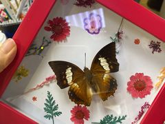 -上海昆虫博物馆