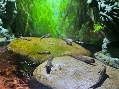 -上海海昌海洋公园