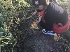 挖红薯-乡乐园蟹庄·阳澄湖农家乐
