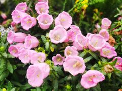 -深圳市中科院仙湖植物园