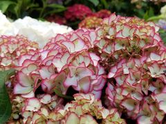 -双季花艺园艺市场(浦东店)