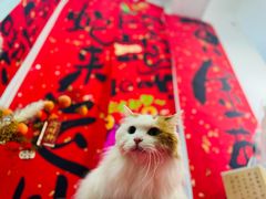 -爱洗澡的猫(望京店)