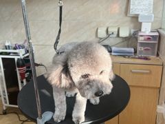 -美联众合动物医院·24h京西诊疗中心