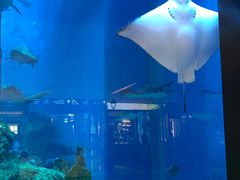 -迪拜水族馆及水下动物园