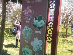 -天适樱花悠乐园