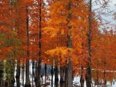-白鹭湾湿地公园
