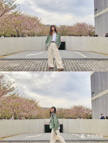 樱花季龙腾大道的奶油樱花开好啦