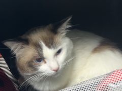 -北京观赏动物医院·24小时大型综合·猫专科·异宠专科